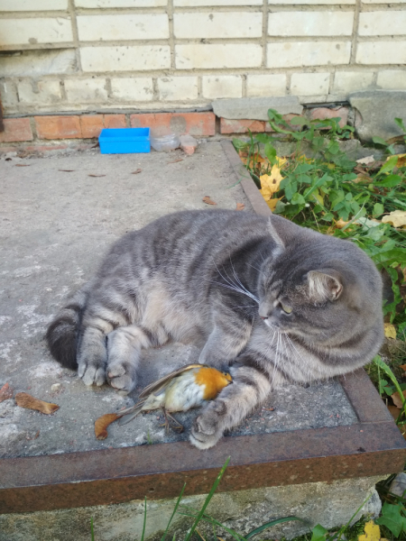 Кошки в нашей жизни. Кошки и все, что с ними связано.