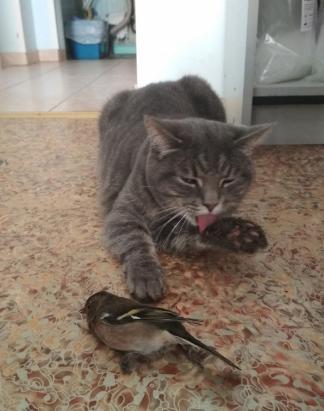 Кошки в нашей жизни. Кошки и все, что с ними связано.