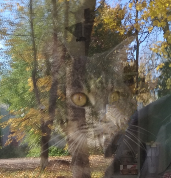 Кошки в нашей жизни. Кошки и все, что с ними связано.