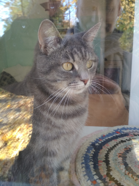 Кошки в нашей жизни. Кошки и все, что с ними связано.