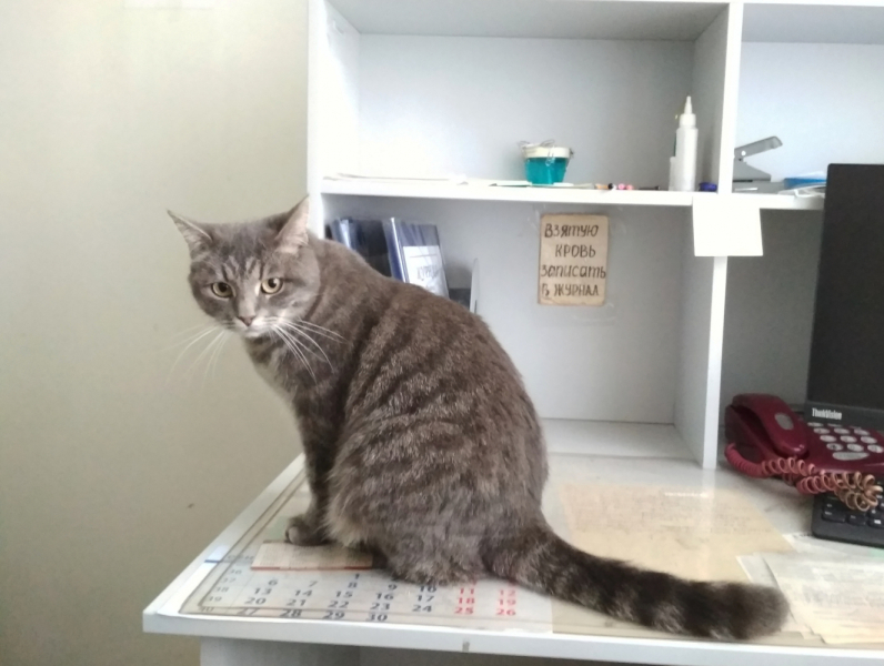 Кошки в нашей жизни. Кошки и все, что с ними связано.