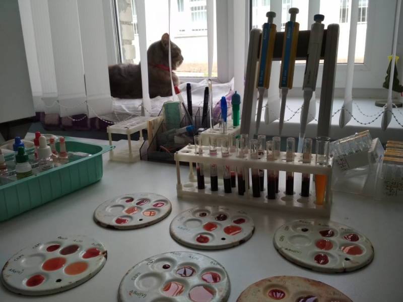 Кошки в нашей жизни. Кошки и все, что с ними связано.