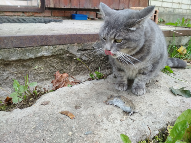 Кошки в нашей жизни. Кошки и все, что с ними связано.