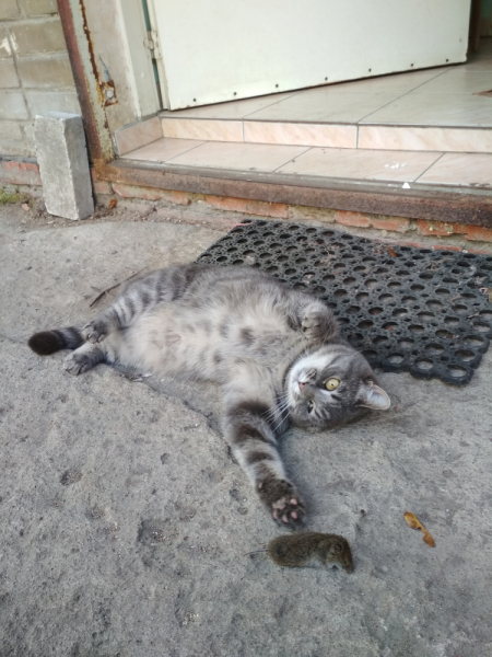 Кошки в нашей жизни. Кошки и все, что с ними связано.