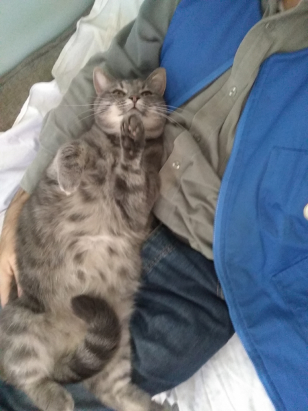 Кошки в нашей жизни. Кошки и все, что с ними связано.