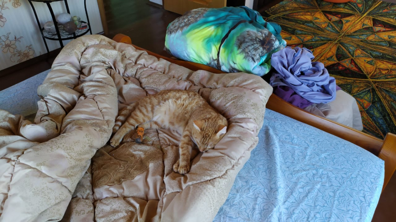 Кошки в нашей жизни. Кошки и все, что с ними связано.