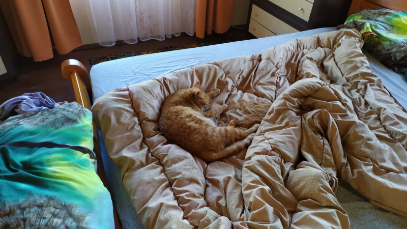 Кошки в нашей жизни. Кошки и все, что с ними связано.