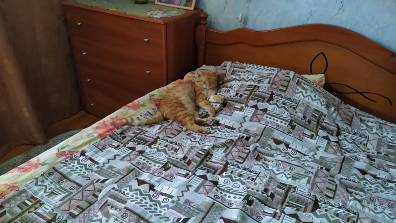 Кошки в нашей жизни. Кошки и все, что с ними связано.