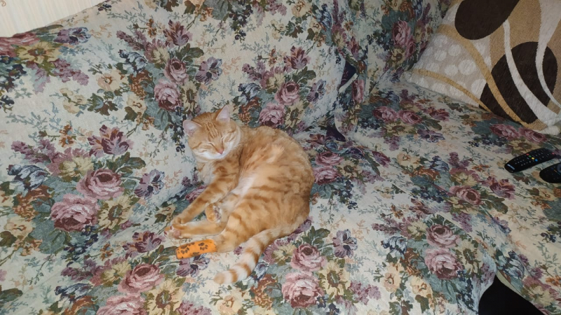 Кошки в нашей жизни. Кошки и все, что с ними связано.