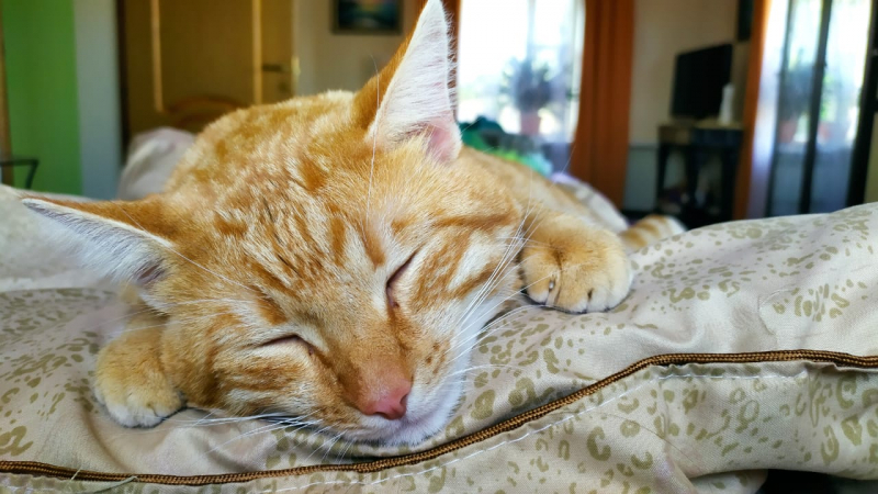 Кошки в нашей жизни. Кошки и все, что с ними связано.