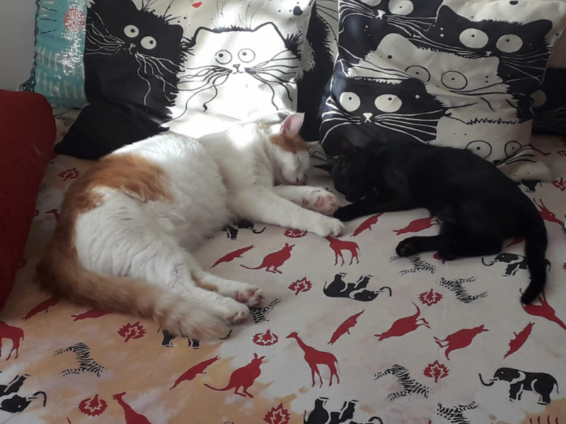 La mia vita. Римские записки, дневник онлайн