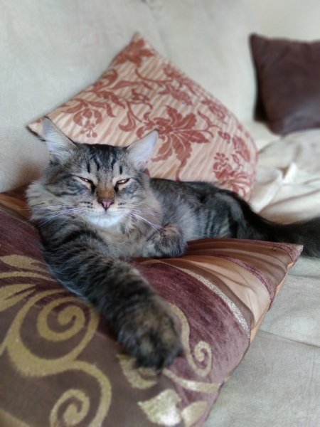 Кошки в нашей жизни. Кошки и все, что с ними связано.