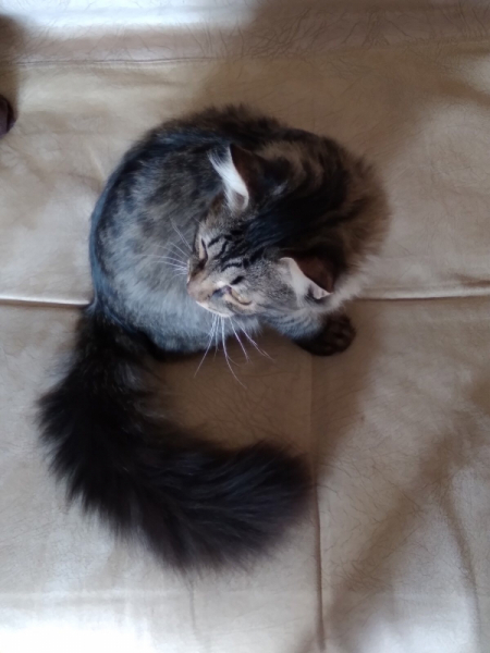 Кошки в нашей жизни. Кошки и все, что с ними связано.