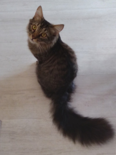 Кошки в нашей жизни. Кошки и все, что с ними связано.