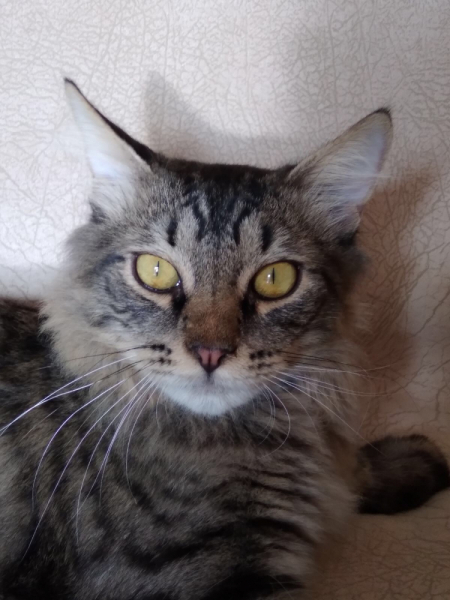 Кошки в нашей жизни. Кошки и все, что с ними связано.