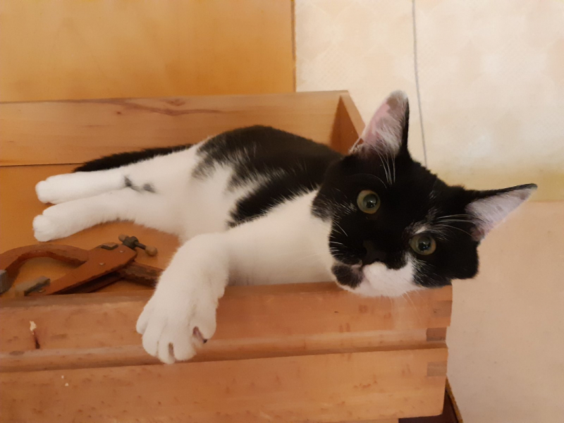 Кошки в нашей жизни. Кошки и все, что с ними связано.