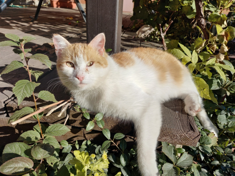 Кошки в нашей жизни. Кошки и все, что с ними связано.