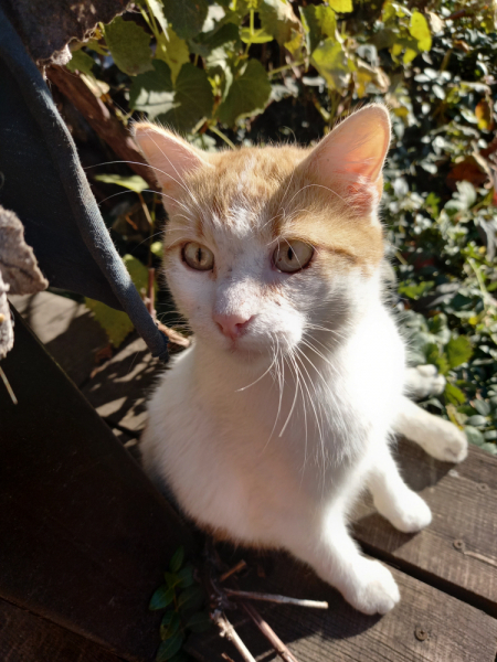 Кошки в нашей жизни. Кошки и все, что с ними связано.