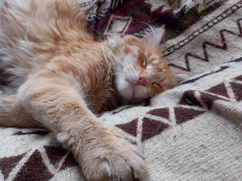 Кошки в нашей жизни. Кошки и все, что с ними связано.