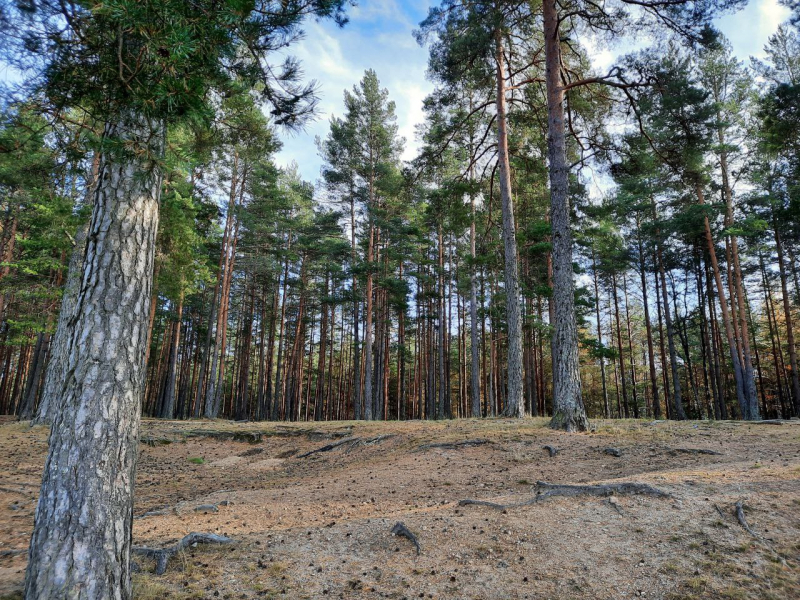 «Как я провёл этим летом» ©️ или неспешные прогулки по окрестностям Петербурга в ковидную годину