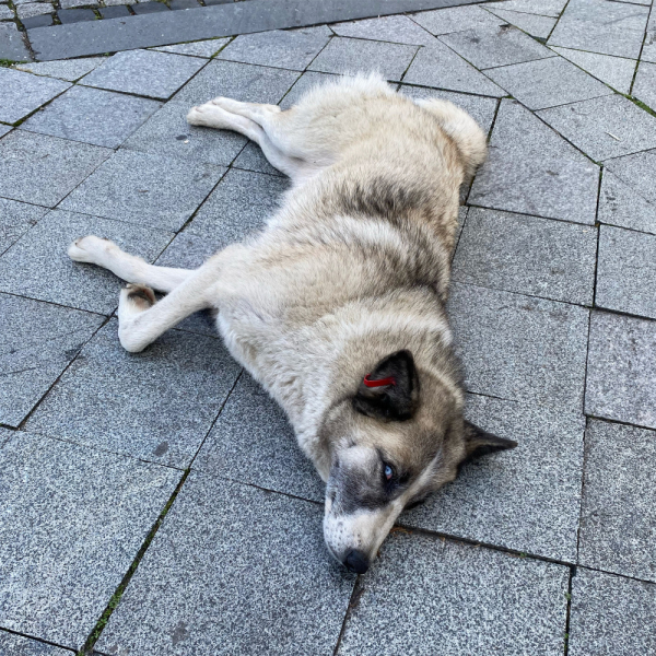 Октябрь 2021, Может Грузия и прекрасна, но я столько не пью или гамарджоба Вивиан