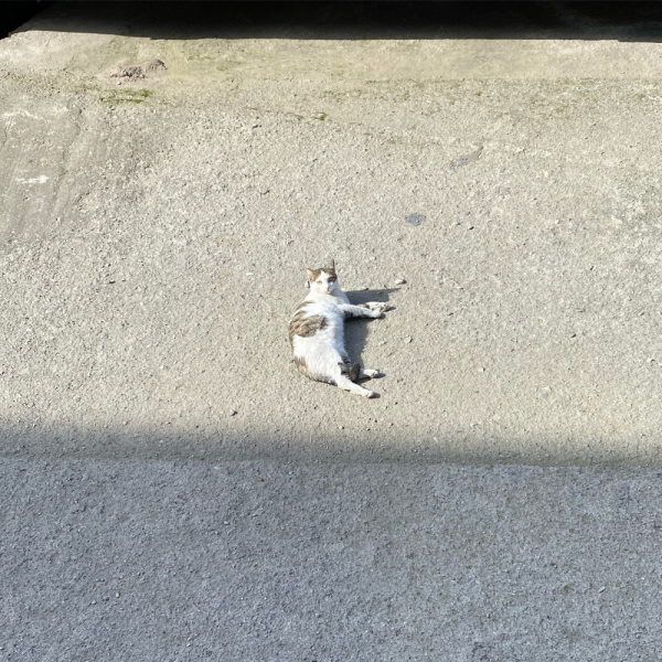 Октябрь 2021, Может Грузия и прекрасна, но я столько не пью или гамарджоба Вивиан