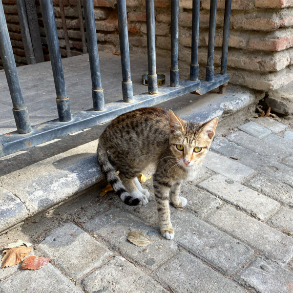 Октябрь 2021, Может Грузия и прекрасна, но я столько не пью или гамарджоба Вивиан