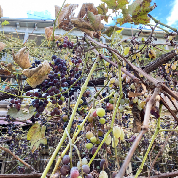 Октябрь 2021, Может Грузия и прекрасна, но я столько не пью или гамарджоба Вивиан