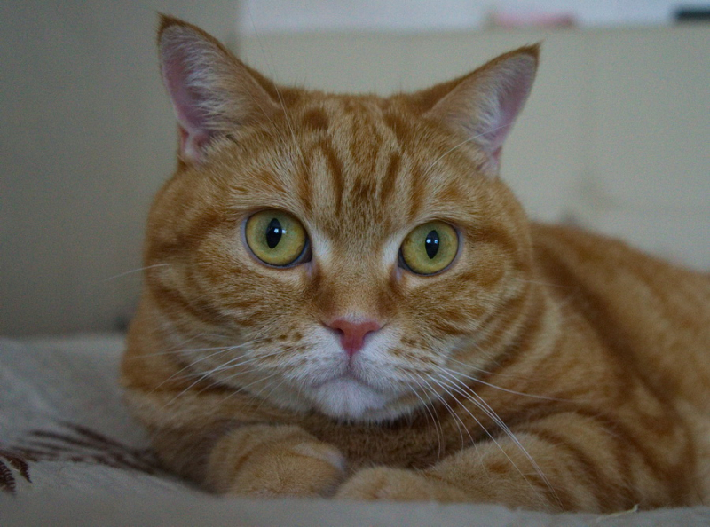 Кошки в нашей жизни. Кошки и все, что с ними связано.