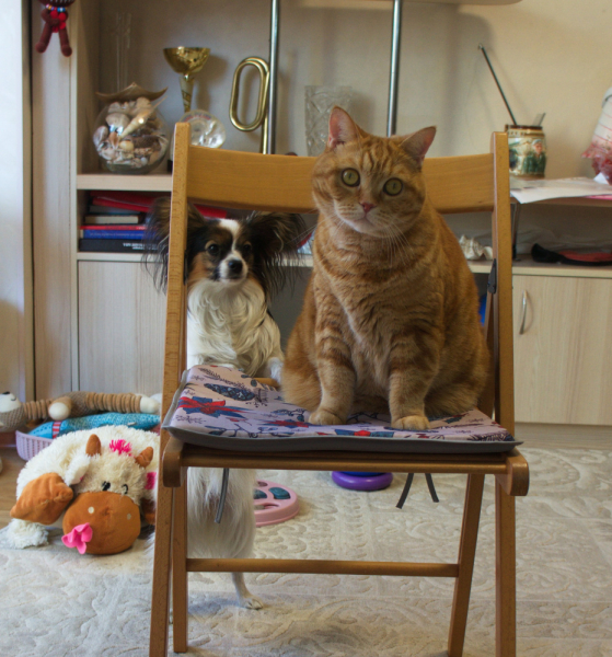 Кошки в нашей жизни. Кошки и все, что с ними связано.