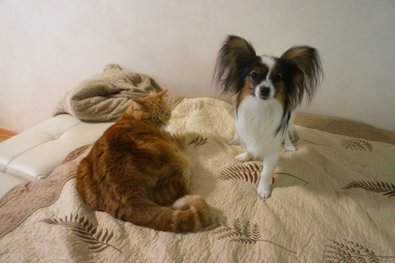 Кошки в нашей жизни. Кошки и все, что с ними связано.