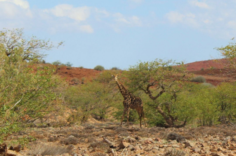 Enjoy Namibia или Намибия в ковидные времена (март 2021 г.)