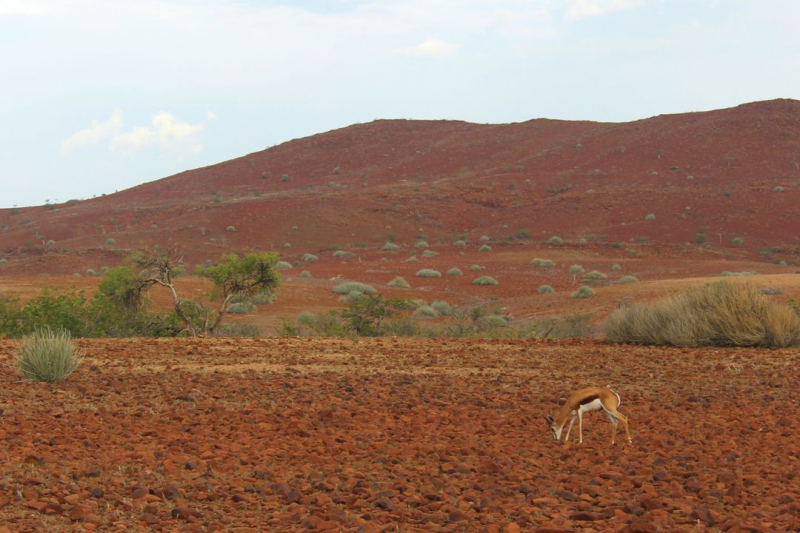 Enjoy Namibia или Намибия в ковидные времена (март 2021 г.)