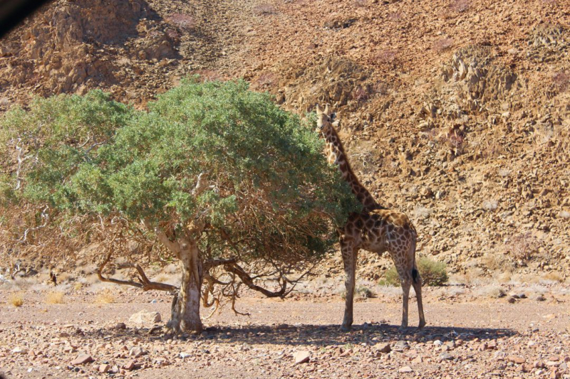 Enjoy Namibia или Намибия в ковидные времена (март 2021 г.)