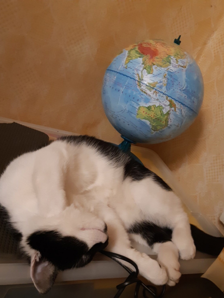 Кошки в нашей жизни. Кошки и все, что с ними связано.