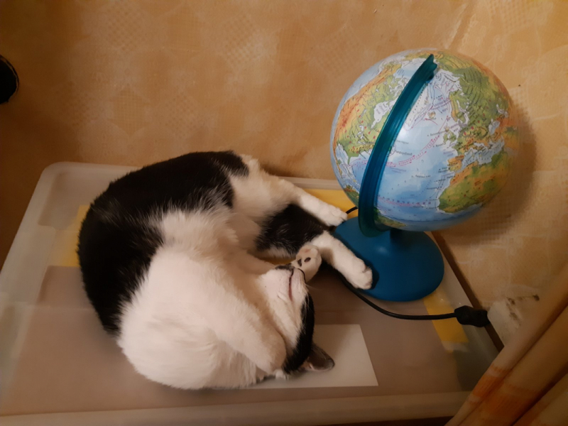 Кошки в нашей жизни. Кошки и все, что с ними связано.