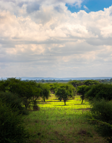 Танзания. Занзибар и Сафари. Фото, видео и впечатления
