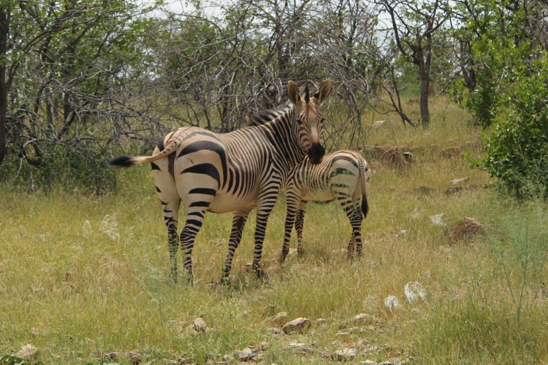 Enjoy Namibia или Намибия в ковидные времена (март 2021 г.)