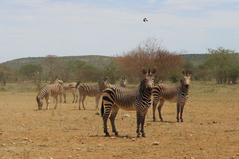 Enjoy Namibia или Намибия в ковидные времена (март 2021 г.)