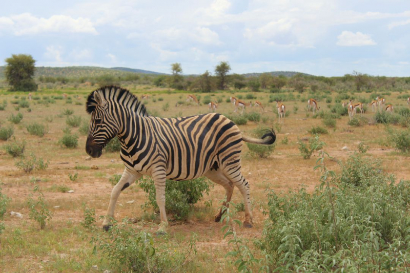 Enjoy Namibia или Намибия в ковидные времена (март 2021 г.)