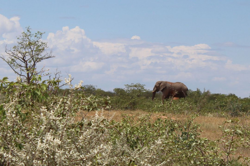 Enjoy Namibia или Намибия в ковидные времена (март 2021 г.)