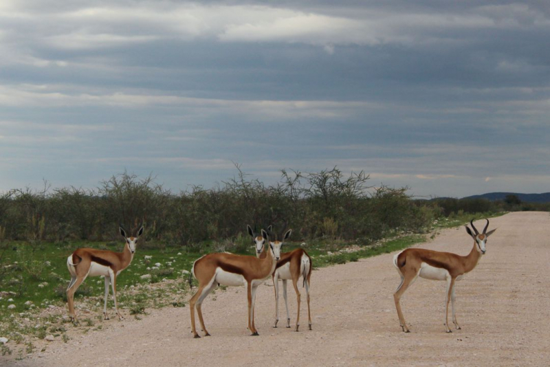 Enjoy Namibia или Намибия в ковидные времена (март 2021 г.)