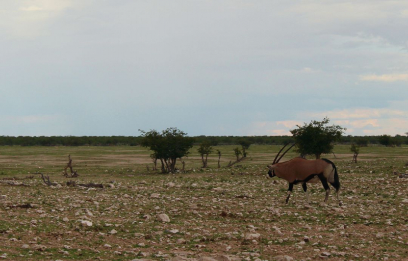 Enjoy Namibia или Намибия в ковидные времена (март 2021 г.)