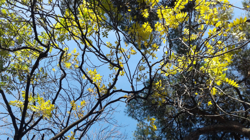 La mia vita. Римские записки, дневник онлайн