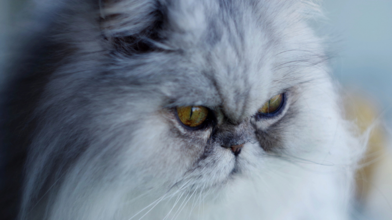 Кошки в нашей жизни. Кошки и все, что с ними связано.