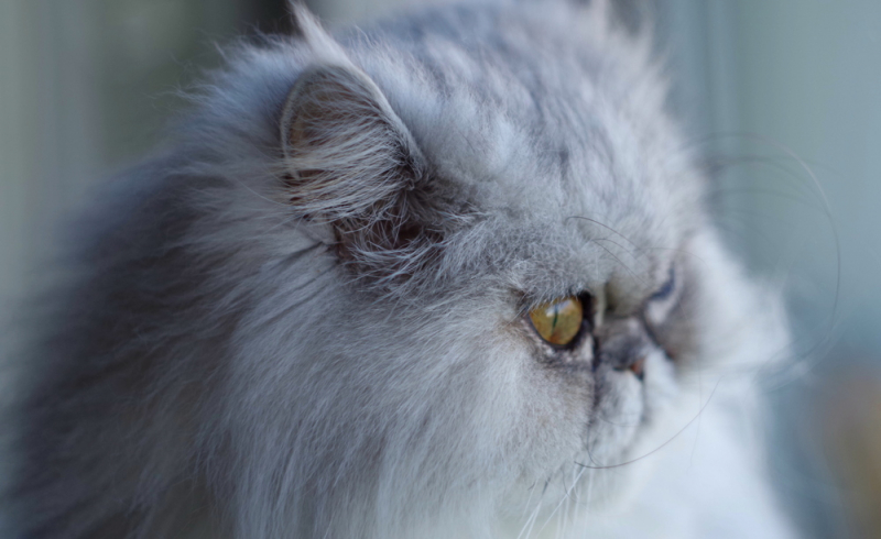 Кошки в нашей жизни. Кошки и все, что с ними связано.