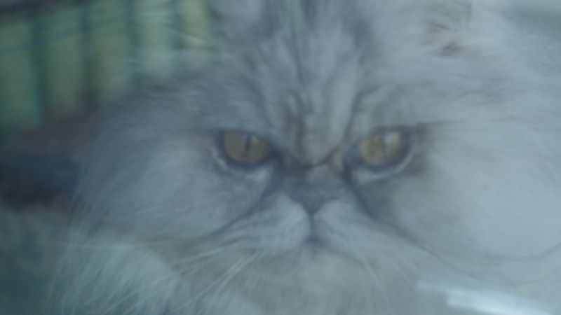 Кошки в нашей жизни. Кошки и все, что с ними связано.