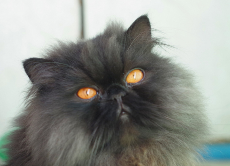 Кошки в нашей жизни. Кошки и все, что с ними связано.