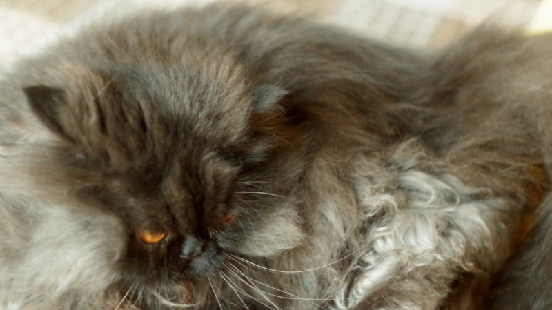 Кошки в нашей жизни. Кошки и все, что с ними связано.