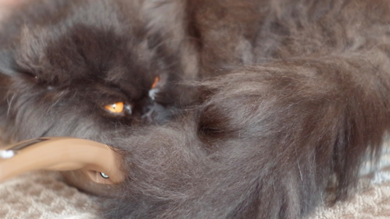 Кошки в нашей жизни. Кошки и все, что с ними связано.